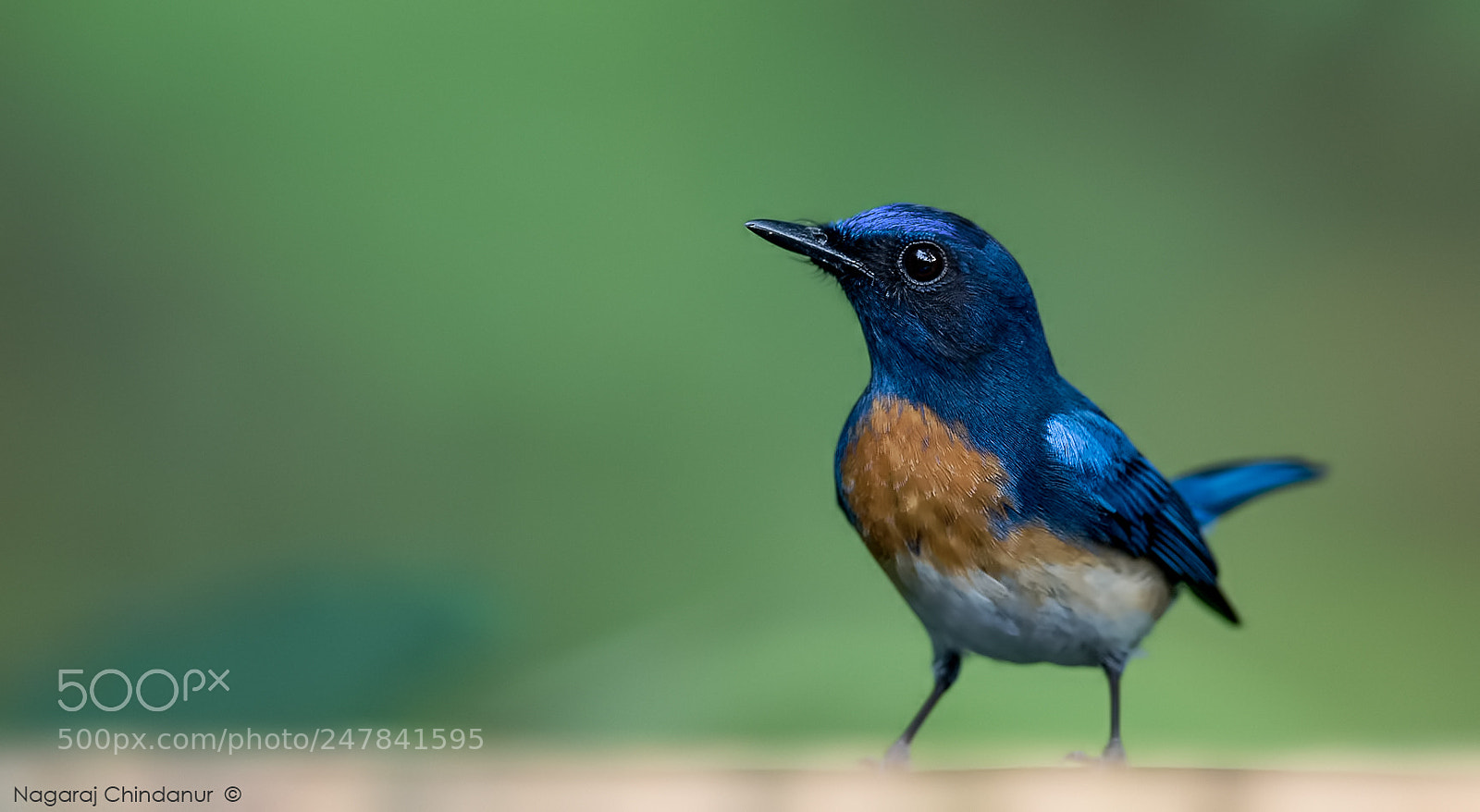 Nikon D810 sample photo. Blue-throated blue flycatcher photography