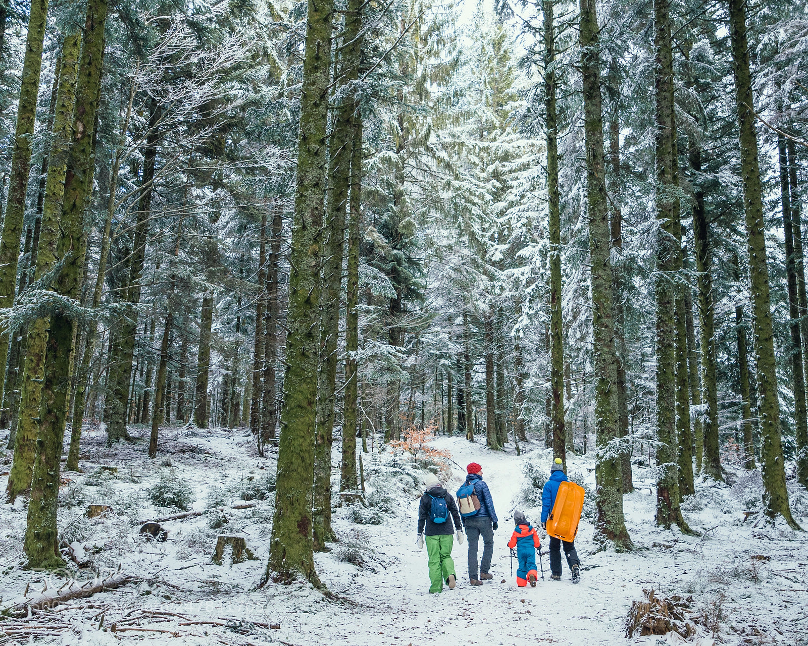 Sony a7R II sample photo. Magical forest photography