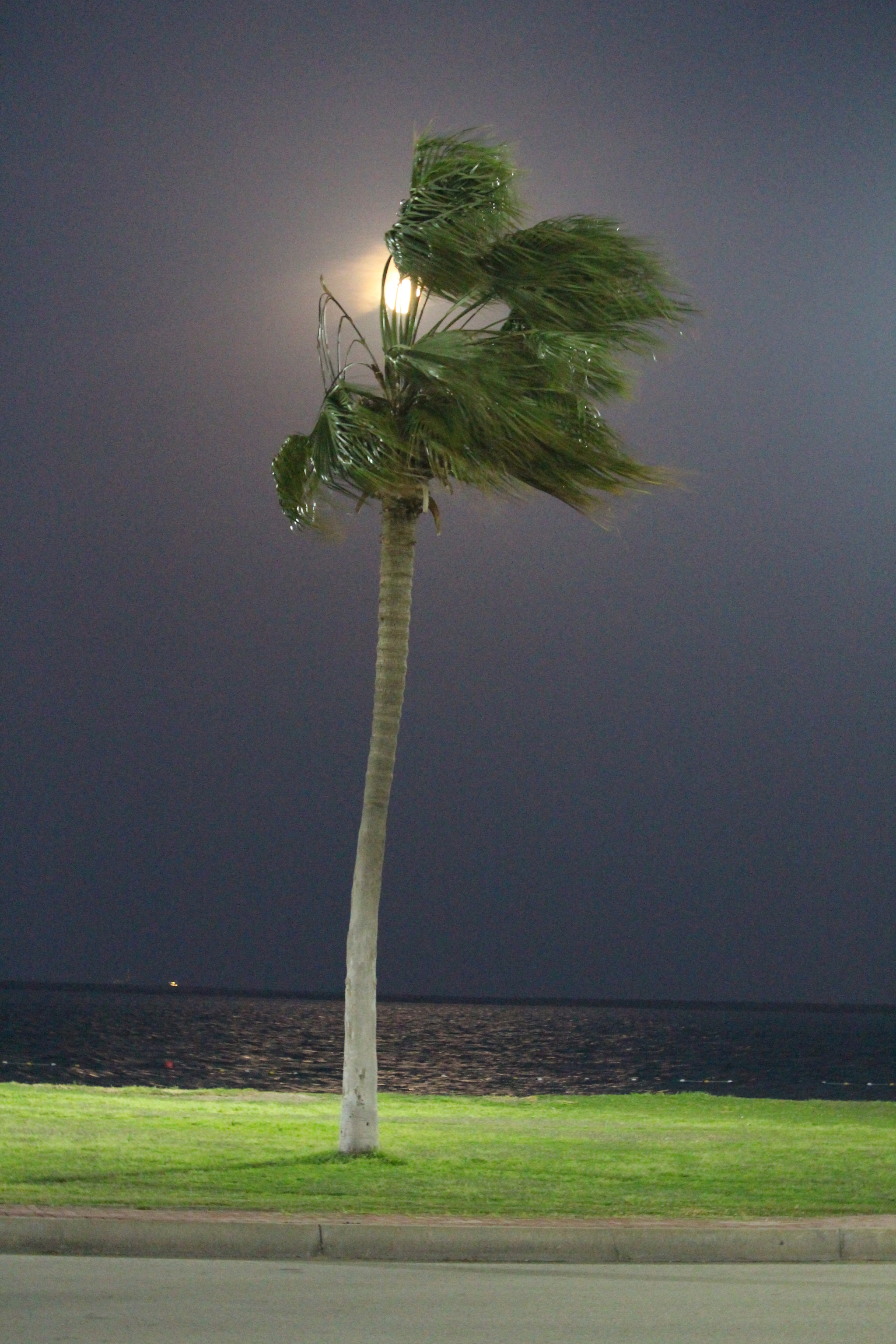 Canon EF-S 55-250mm F4-5.6 IS STM sample photo. Moon in palm tree photography