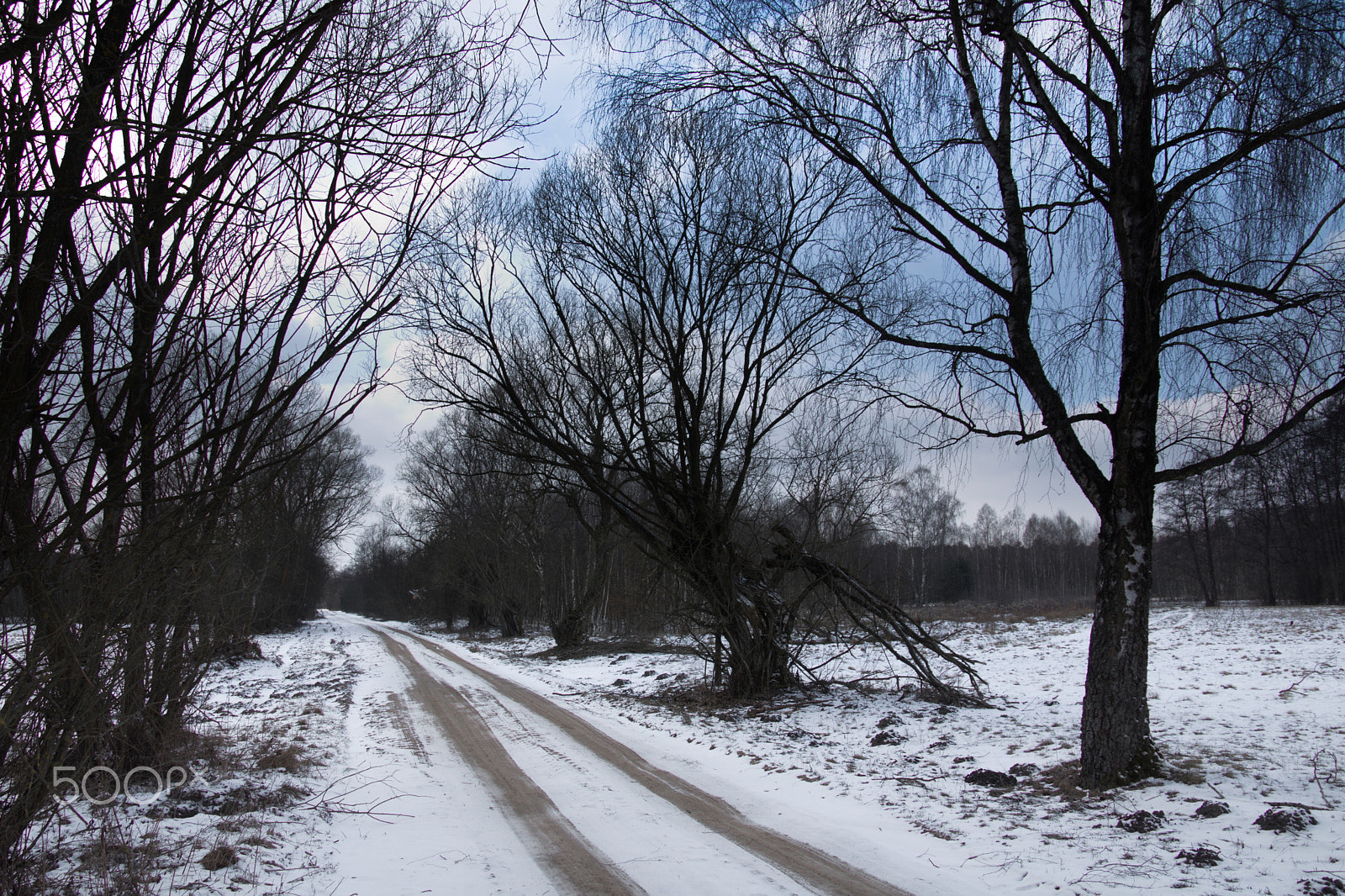 Canon EOS 760D (EOS Rebel T6s / EOS 8000D) + Canon TS-E 90mm F2.8 Tilt-Shift sample photo. A road among winter trees photography