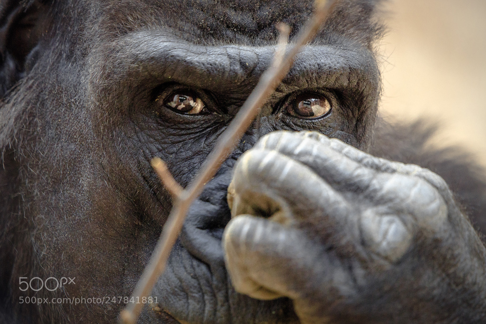 Canon EOS 6D Mark II sample photo. Sight photography