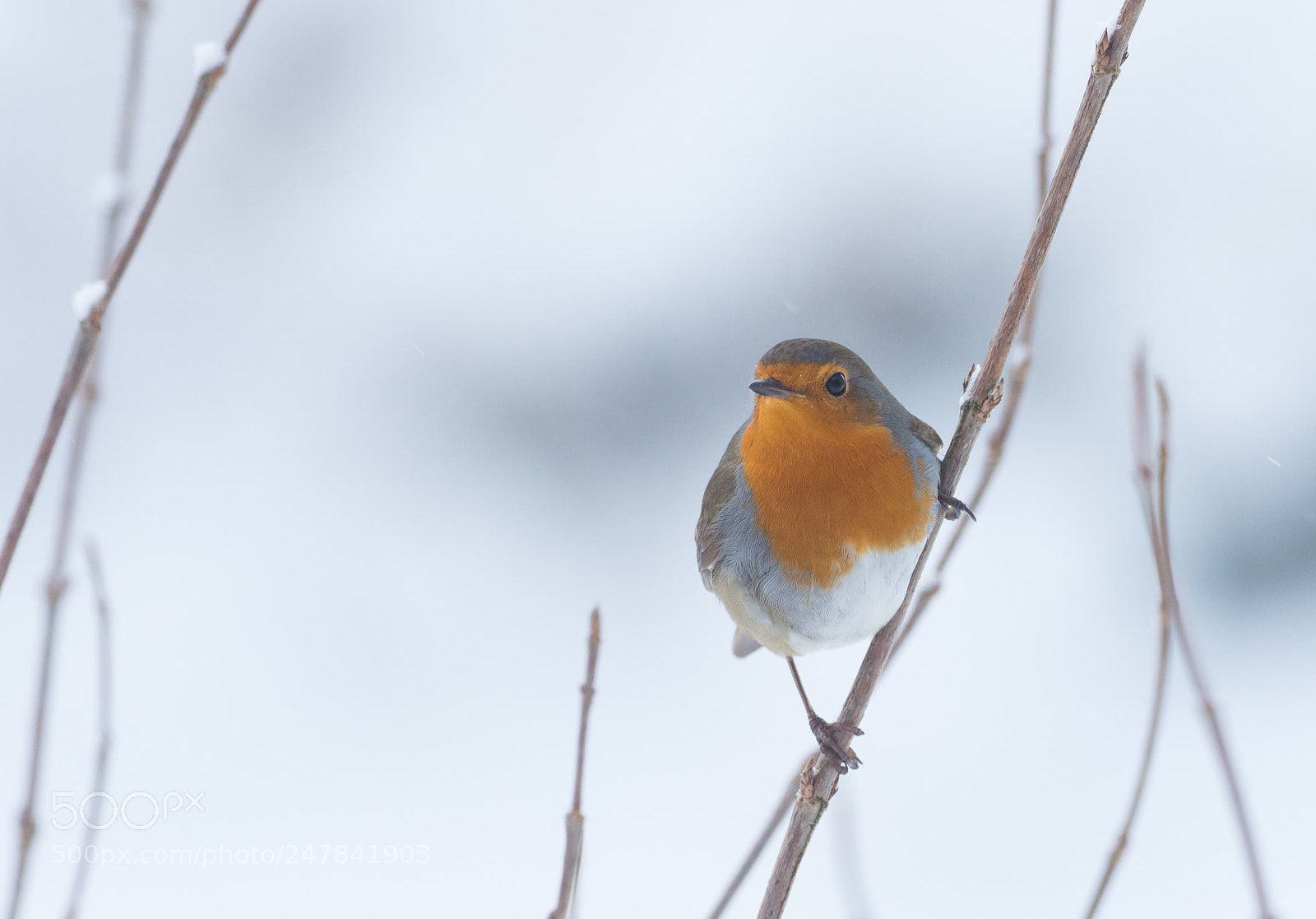 Olympus OM-D E-M1 Mark II sample photo. Rotkehlchen photography