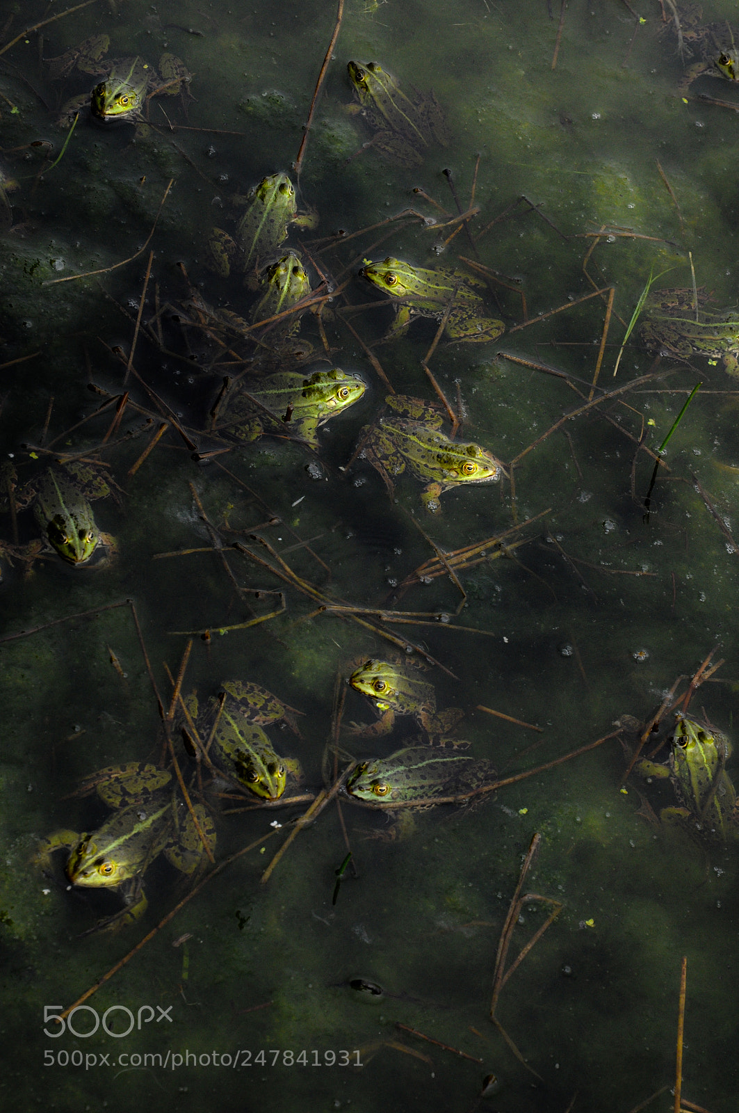 Nikon D90 sample photo. Frogs photography