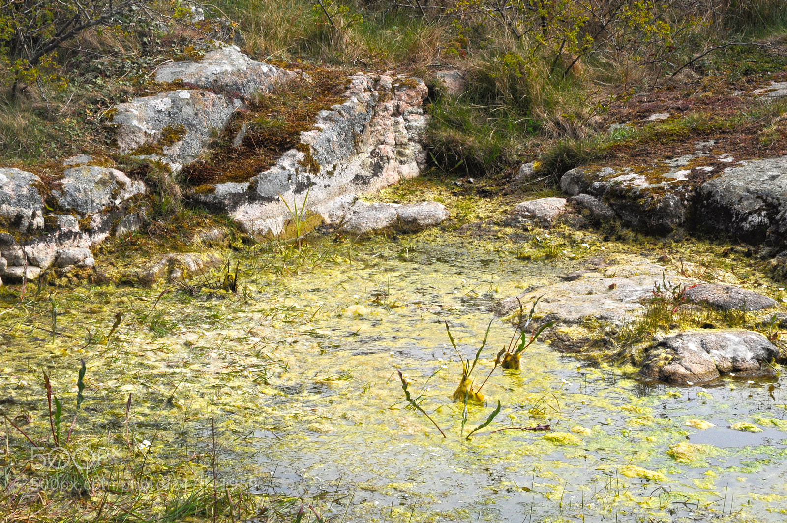 Nikon D90 sample photo. Rockpool photography