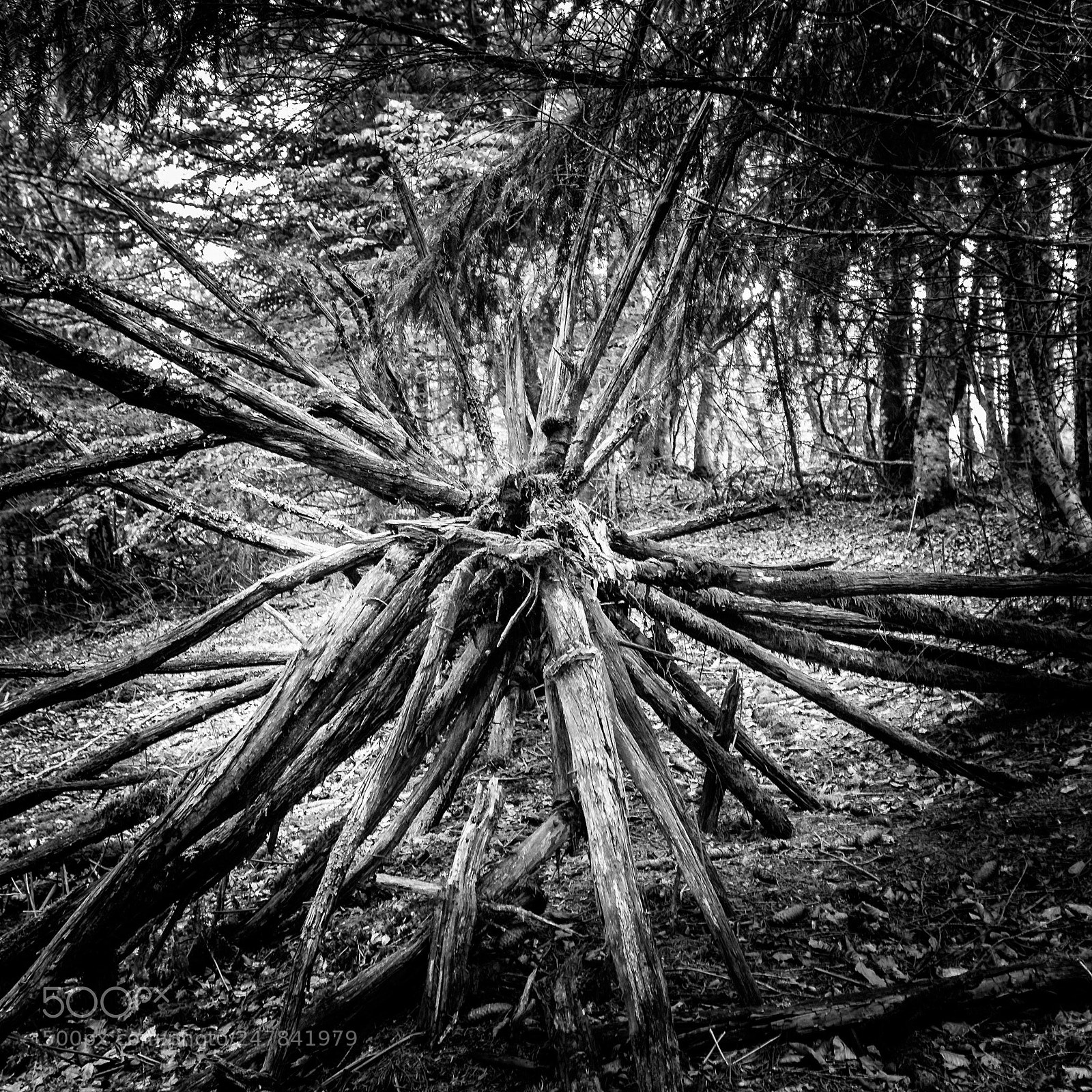 Canon EOS 760D (EOS Rebel T6s / EOS 8000D) sample photo. L'arbre mort photography