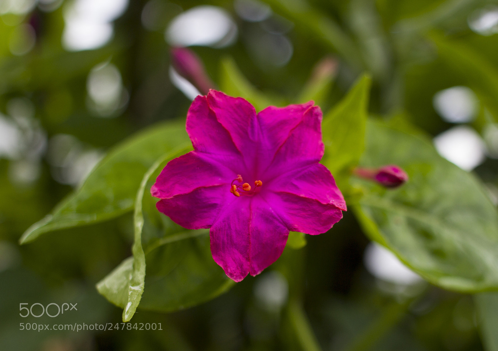 Canon EOS 600D (Rebel EOS T3i / EOS Kiss X5) sample photo. Beautiful flower photography