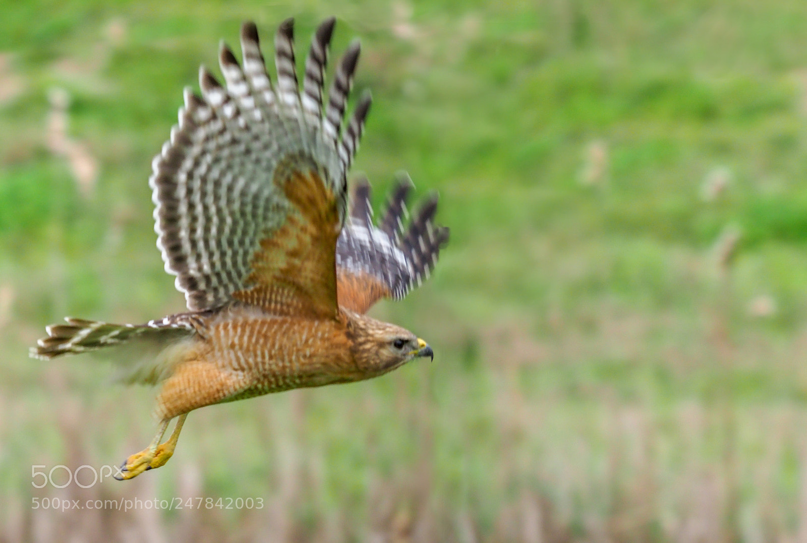 Olympus OM-D E-M1 Mark II sample photo. Hawk in flight photography