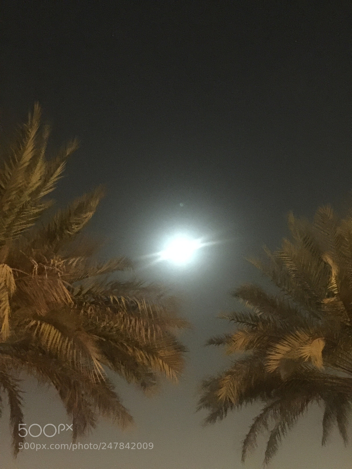 Apple iPhone 6 Plus sample photo. Untitled photography