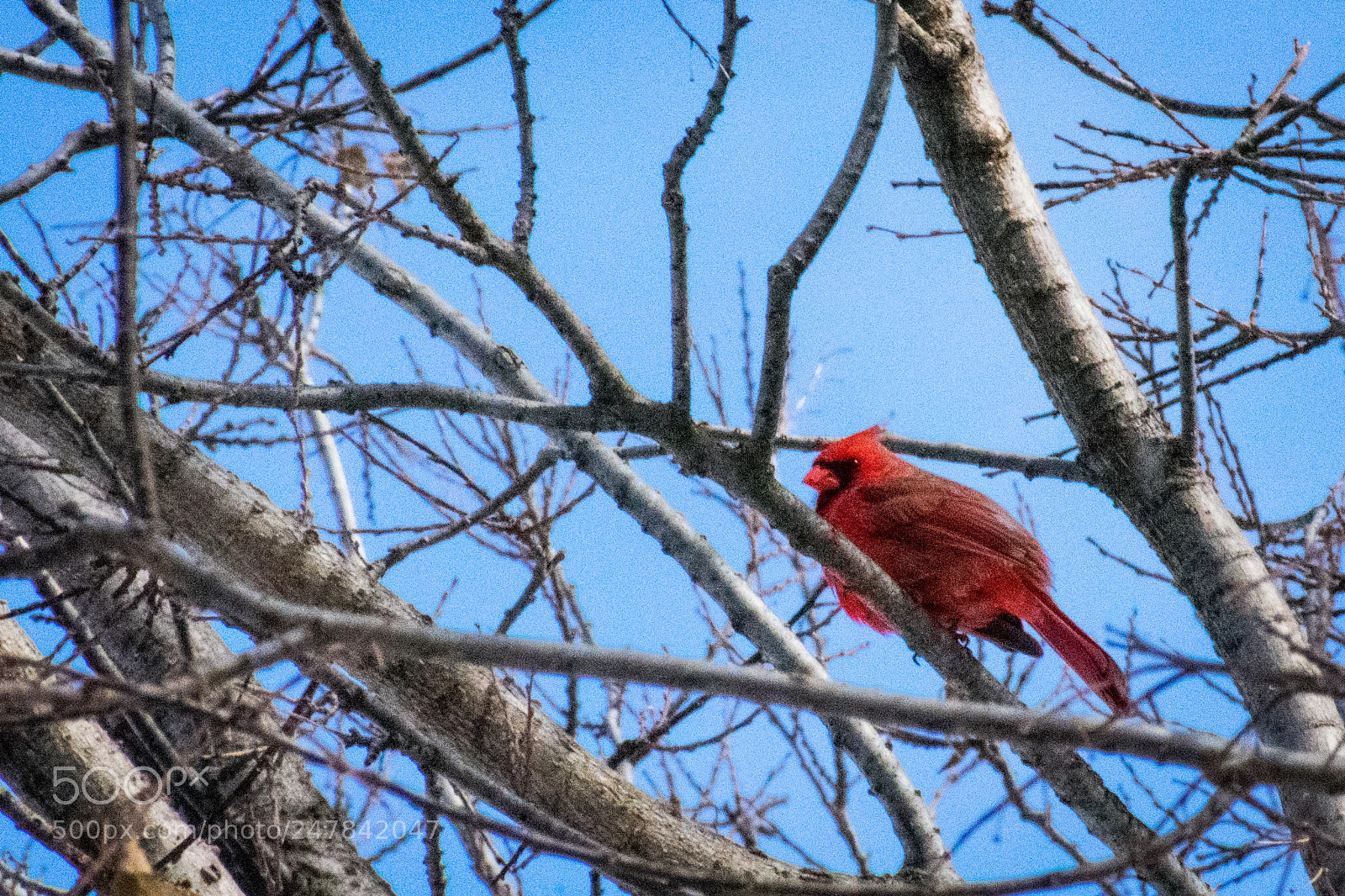 Nikon D3400 sample photo. Crimson photography