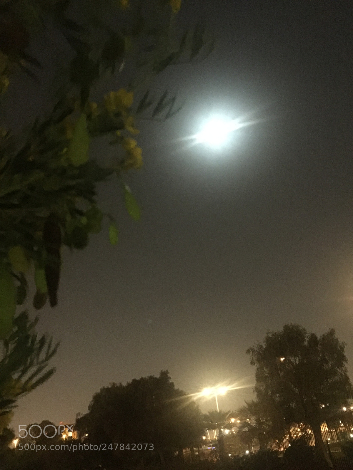 Apple iPhone 6 Plus sample photo. Untitled photography