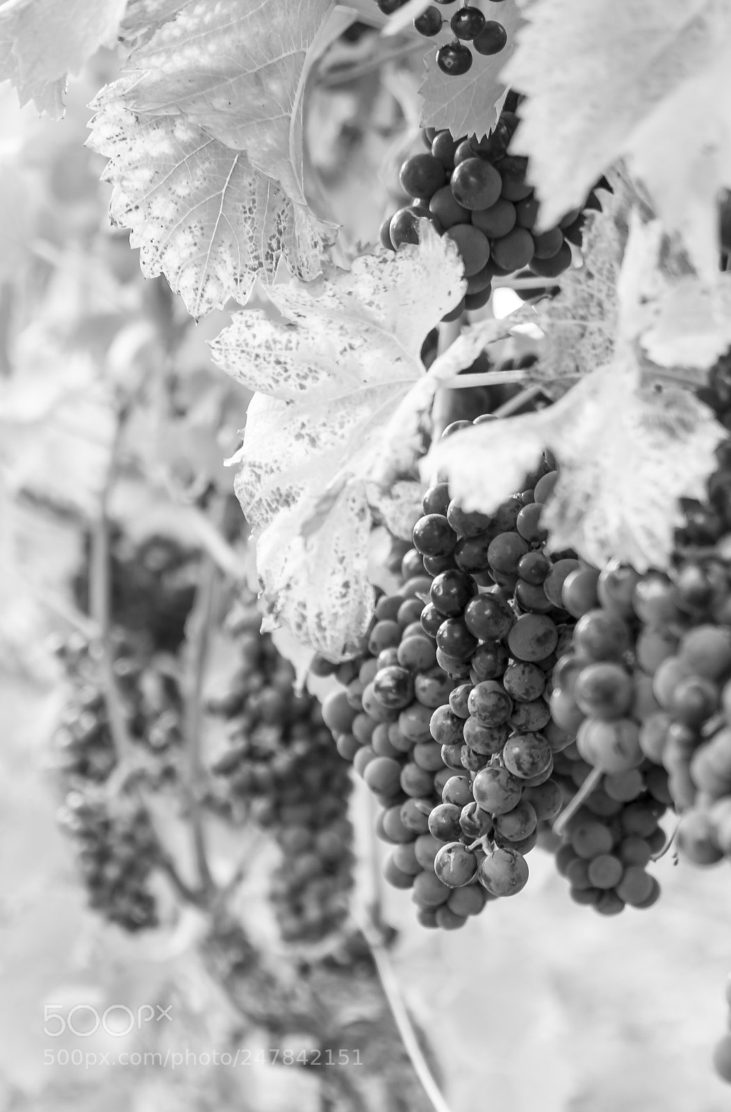 Fujifilm X-T1 sample photo. The vine in black photography