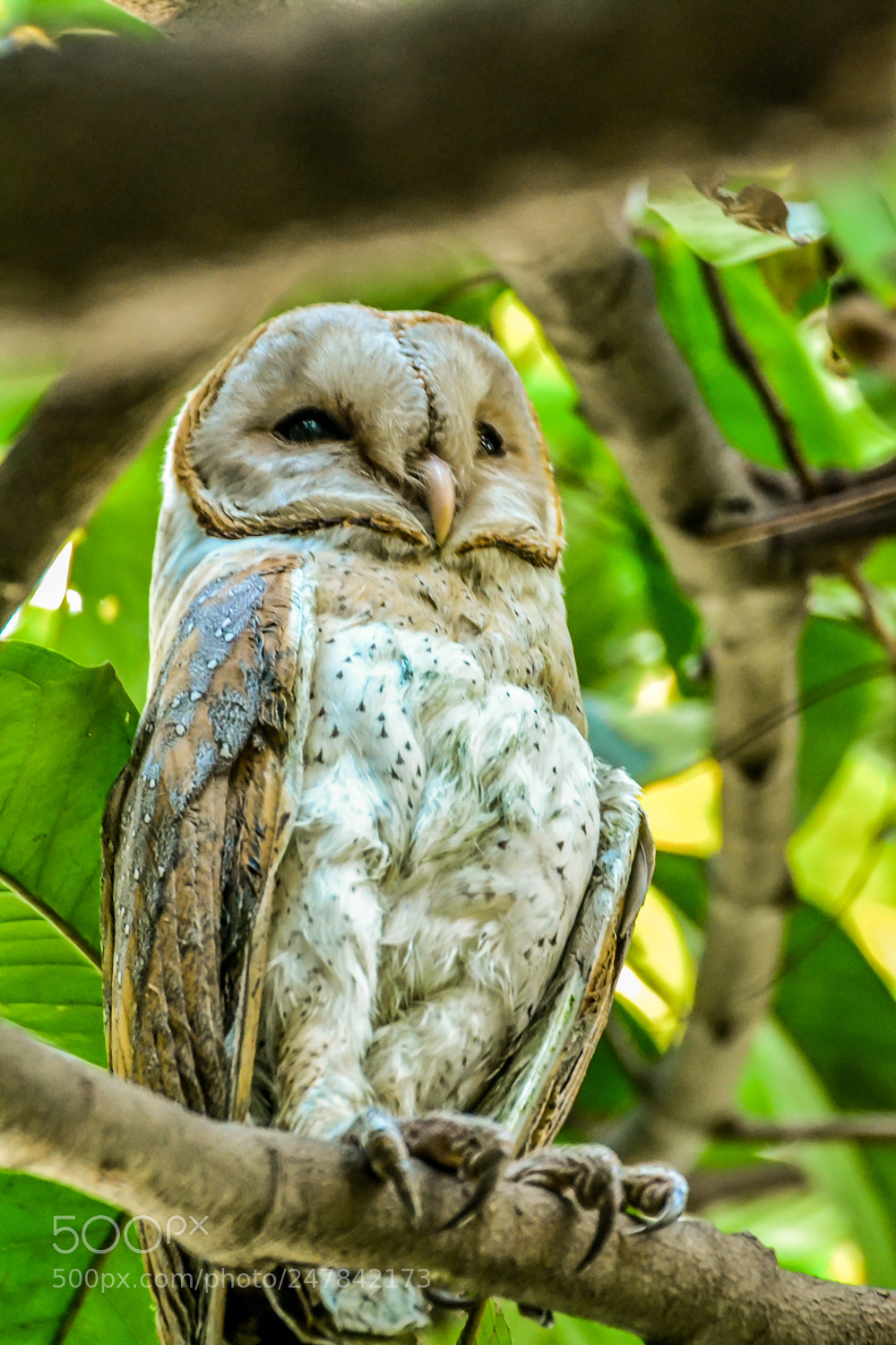 Nikon D3100 sample photo. White owl photography