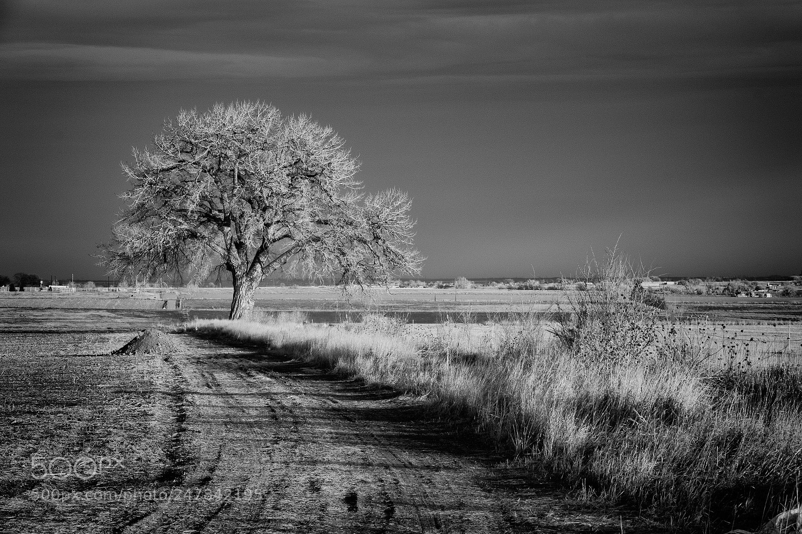 Canon EOS 7D Mark II sample photo. The tree by the photography