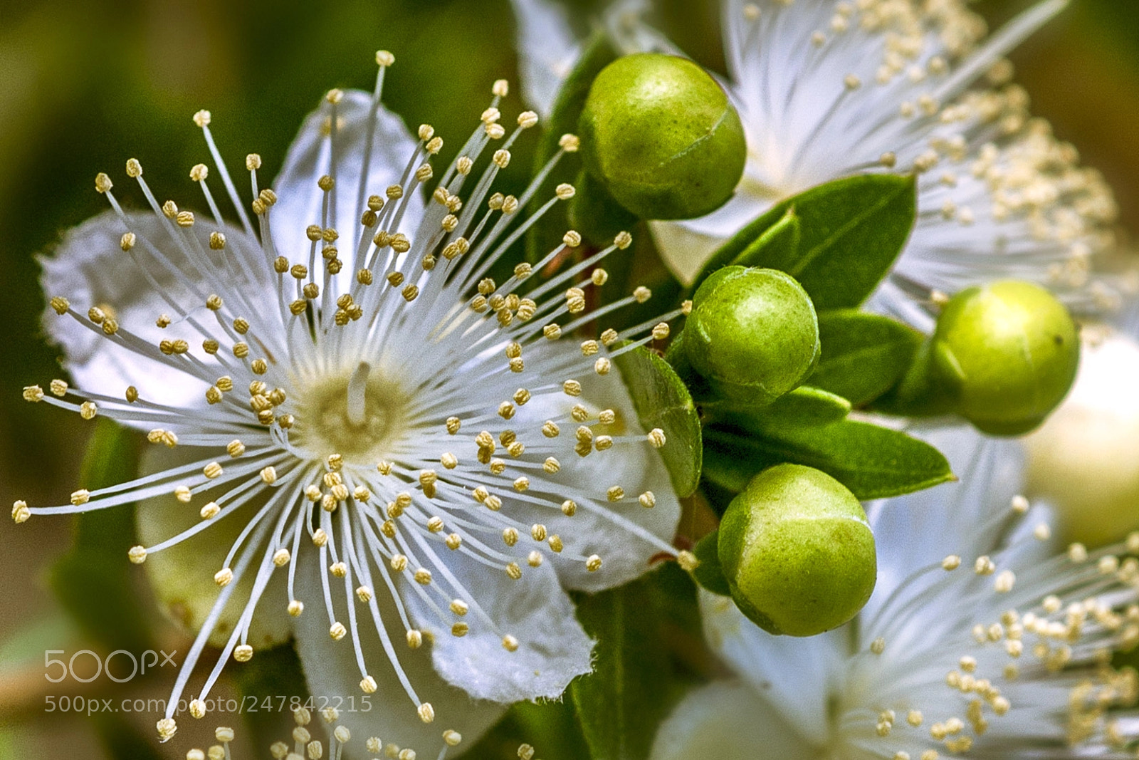 Canon EOS 40D sample photo. Myrtus communis photography