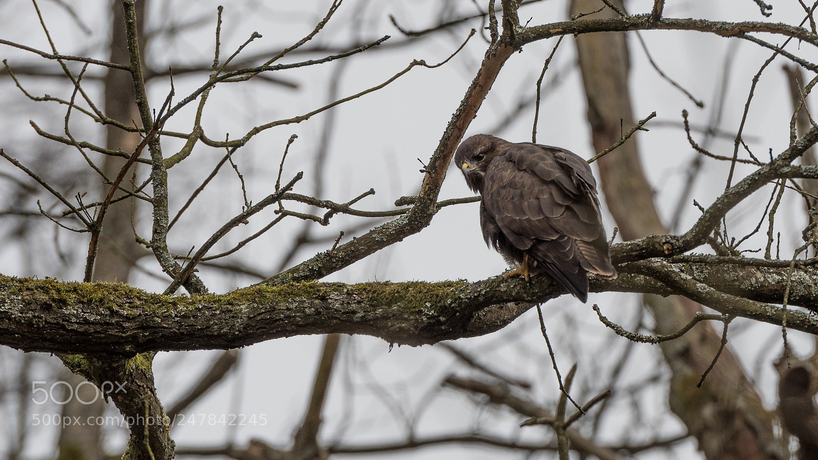 Nikon D500 sample photo. Buse variable buteo buteo photography