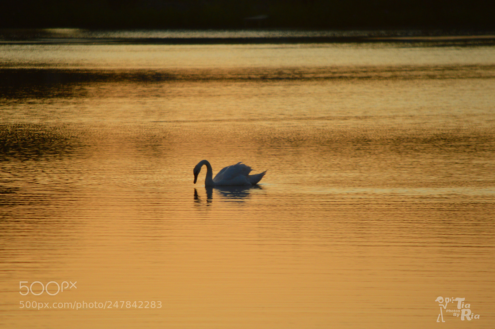 Nikon D3200 sample photo. Swan sunrise photography