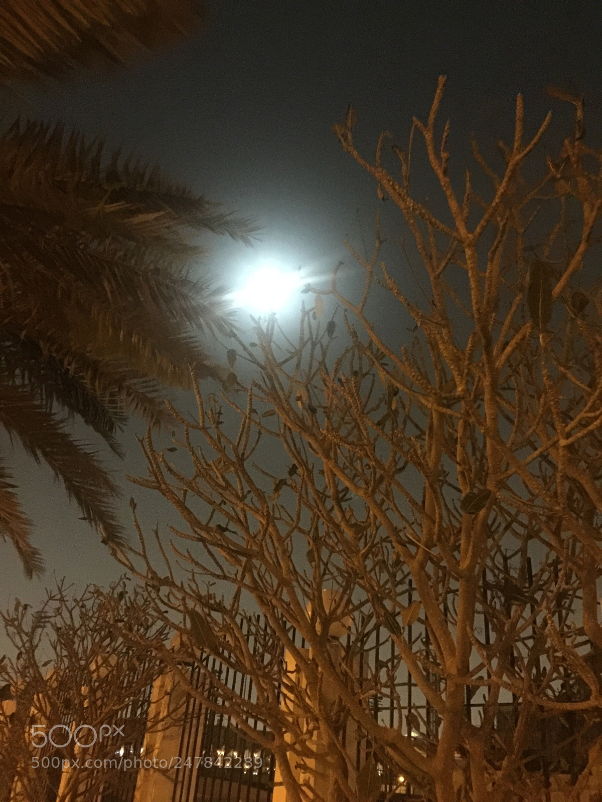 Apple iPhone 6 Plus sample photo. Untitled photography