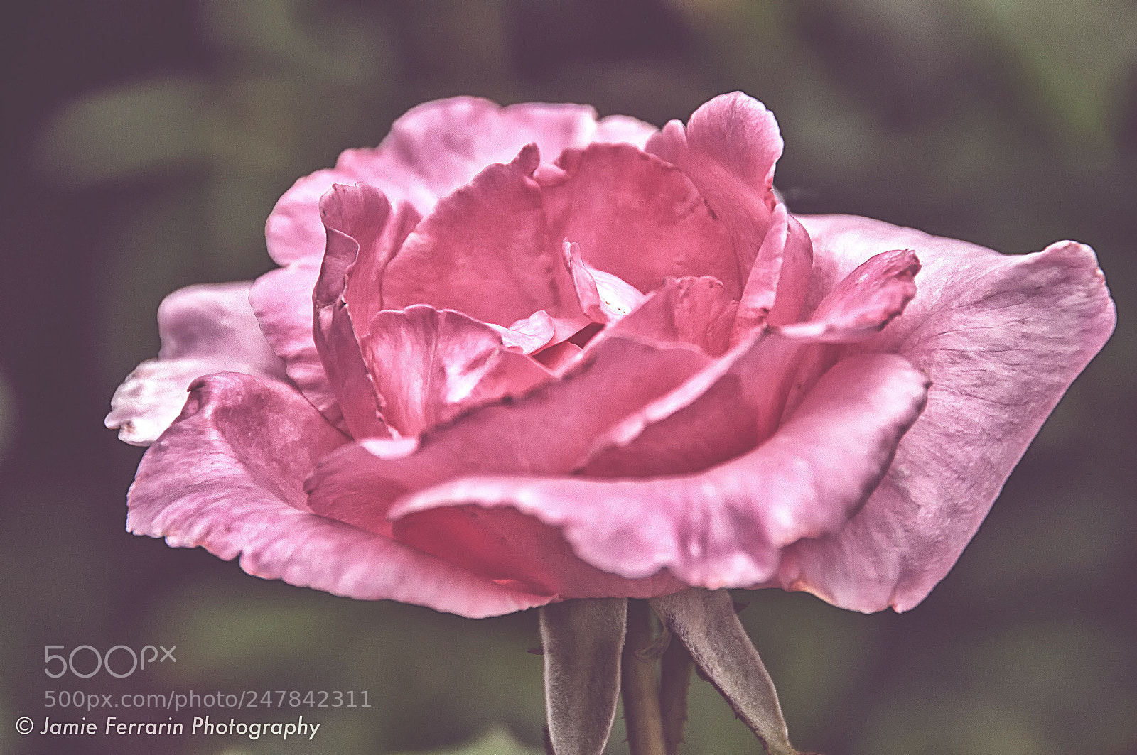 Nikon D90 sample photo. Faded pinks photography