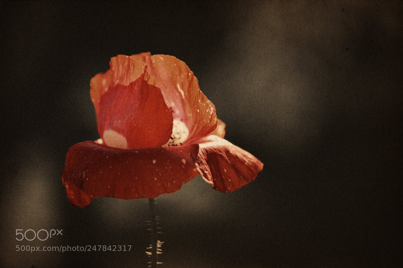 Nikon D5200 sample photo. Black’n’red photography