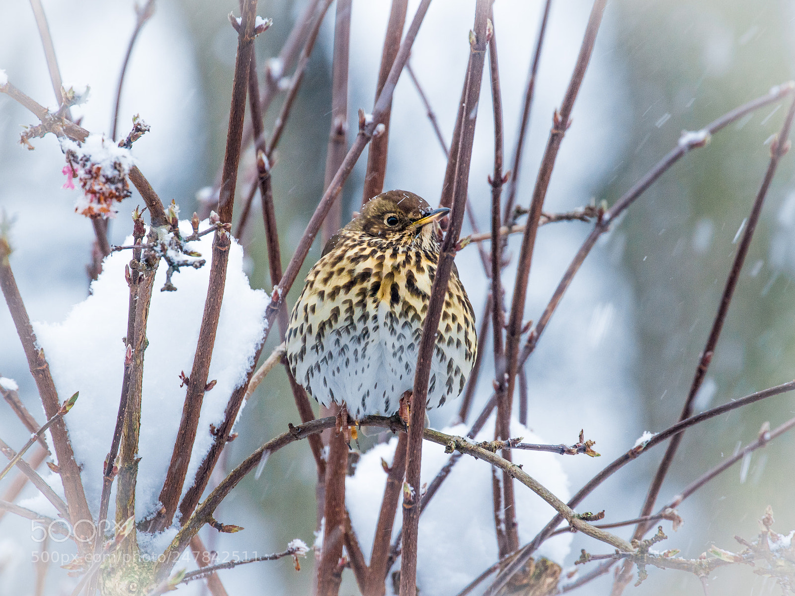 Canon EOS 700D (EOS Rebel T5i / EOS Kiss X7i) sample photo. Song thrush in snow photography