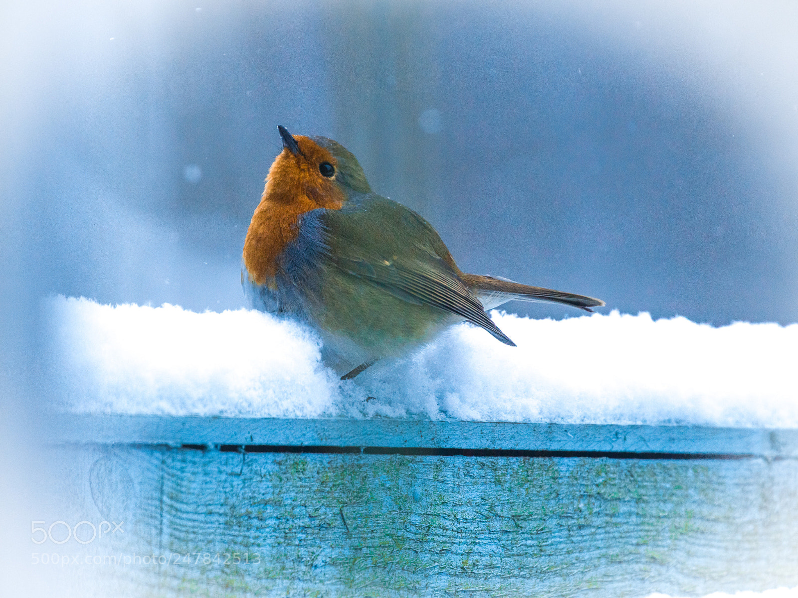 Canon EOS 700D (EOS Rebel T5i / EOS Kiss X7i) sample photo. Robin in blue photography