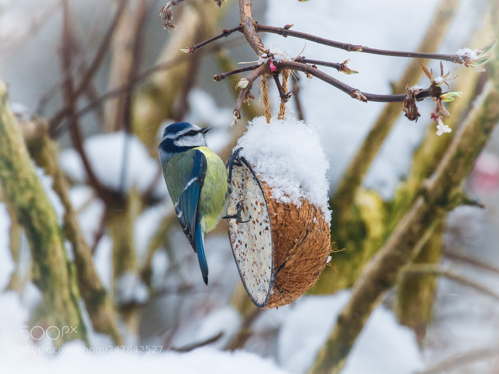 Canon EOS 700D (EOS Rebel T5i / EOS Kiss X7i) sample photo. Happy blue tit photography