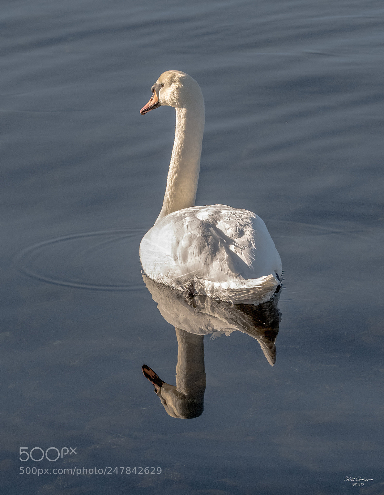 Nikon D500 sample photo. Swan in the sun photography