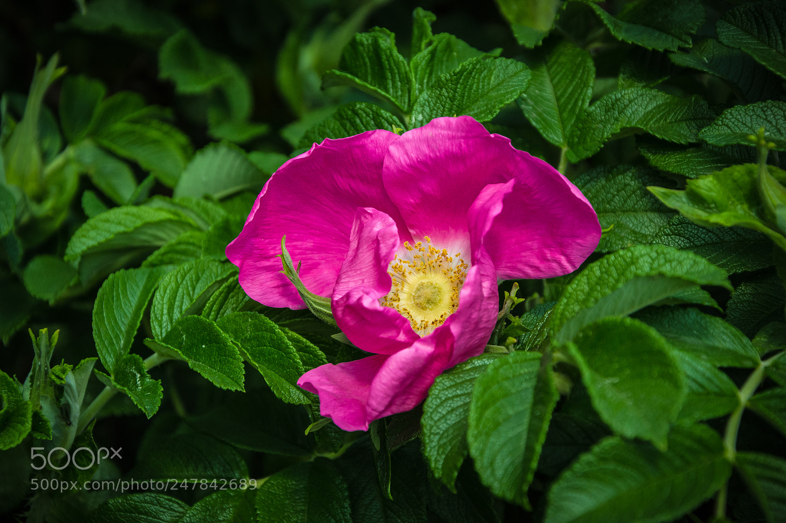 Nikon D3100 sample photo. Шиповник photography