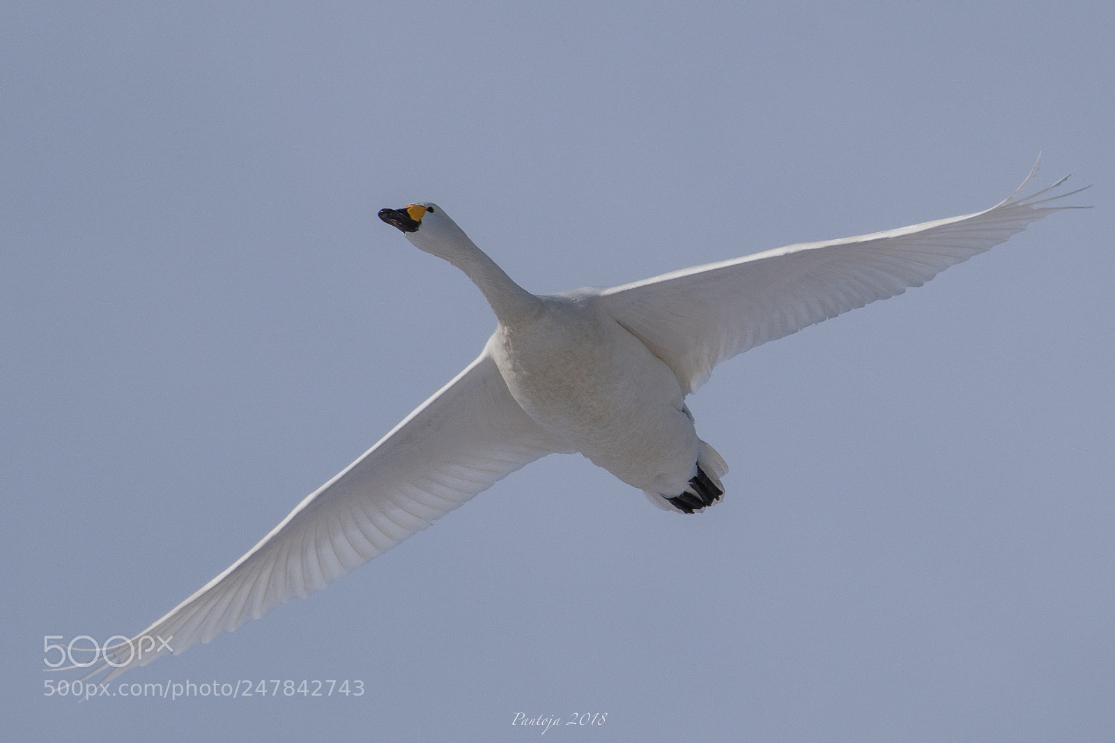 Nikon D500 sample photo. White wings photography