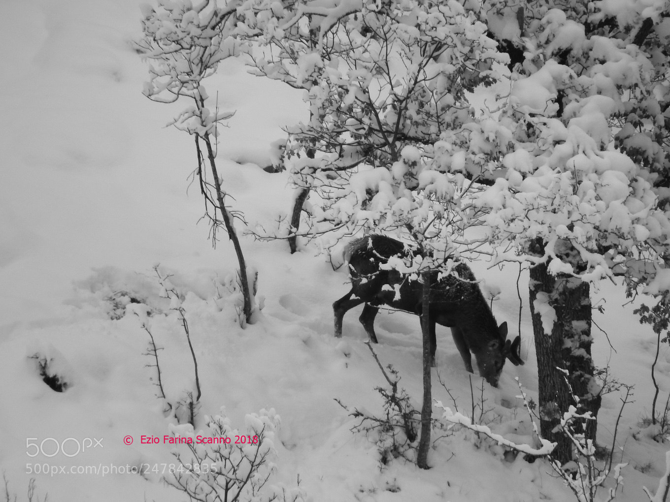 Nikon Coolpix P610 sample photo. Tra la neve photography