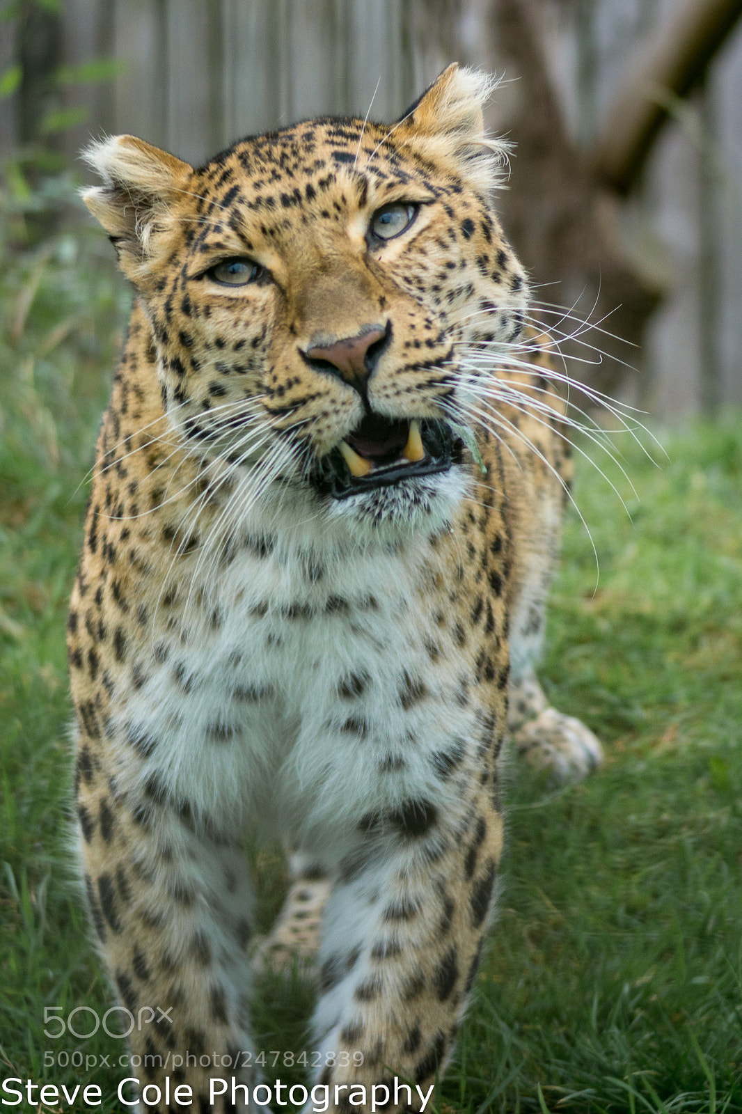 Sony SLT-A65 (SLT-A65V) sample photo. North chinese leopard photography