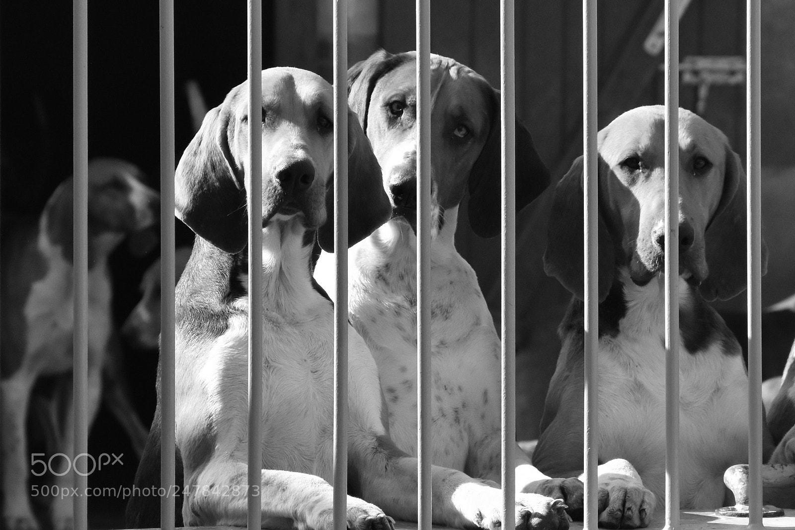 Nikon D7200 sample photo. Animal v photography