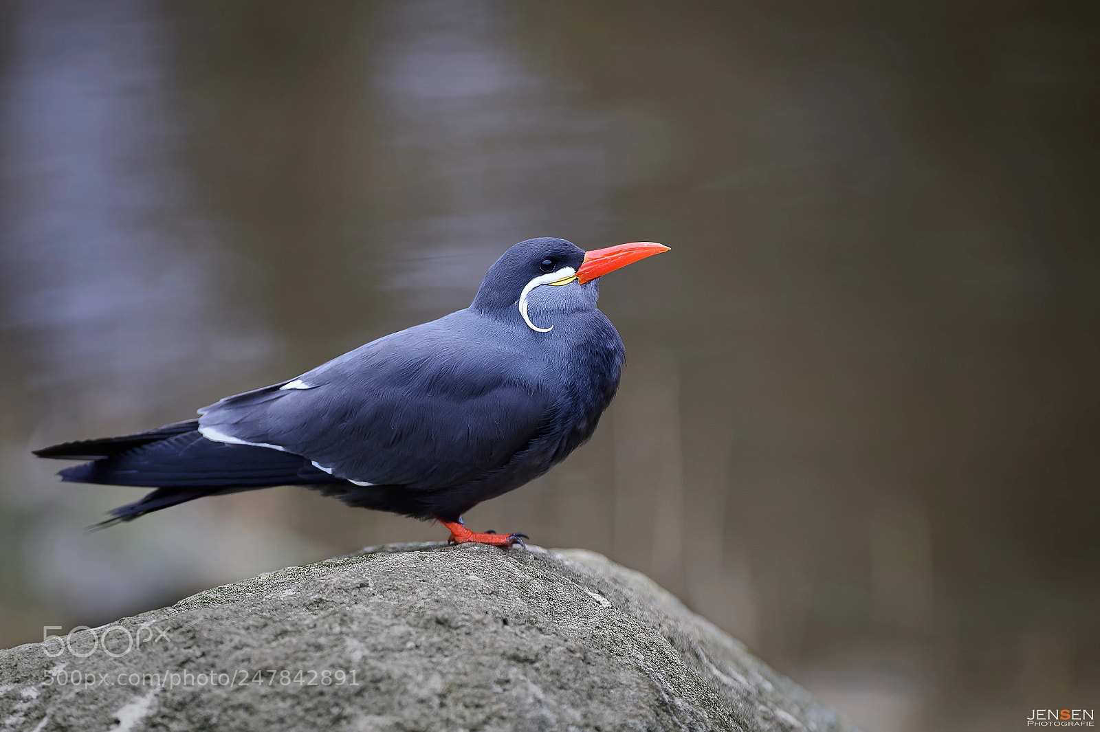 Nikon D4S sample photo. Inca tern ii photography