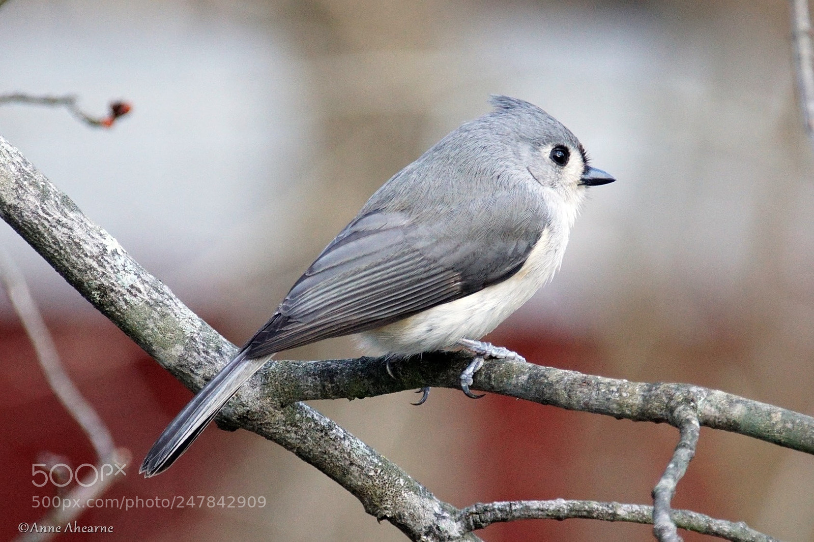 Sony ILCA-77M2 sample photo. Tufted titmouse photography