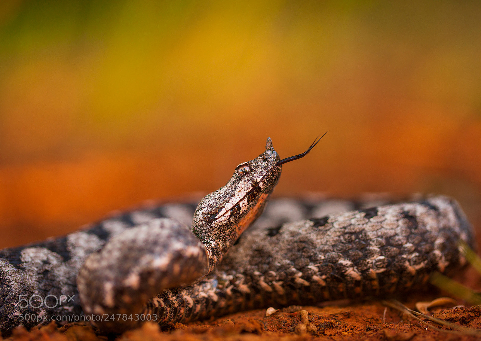 Canon EOS-1Ds Mark III sample photo. Vipera ammodytes photography