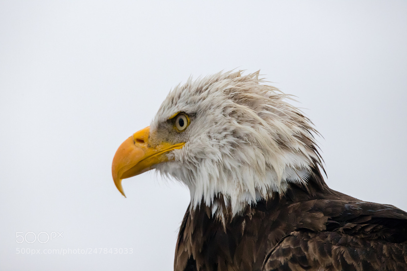 Canon EOS 6D Mark II sample photo. Bald eagle portrait photography