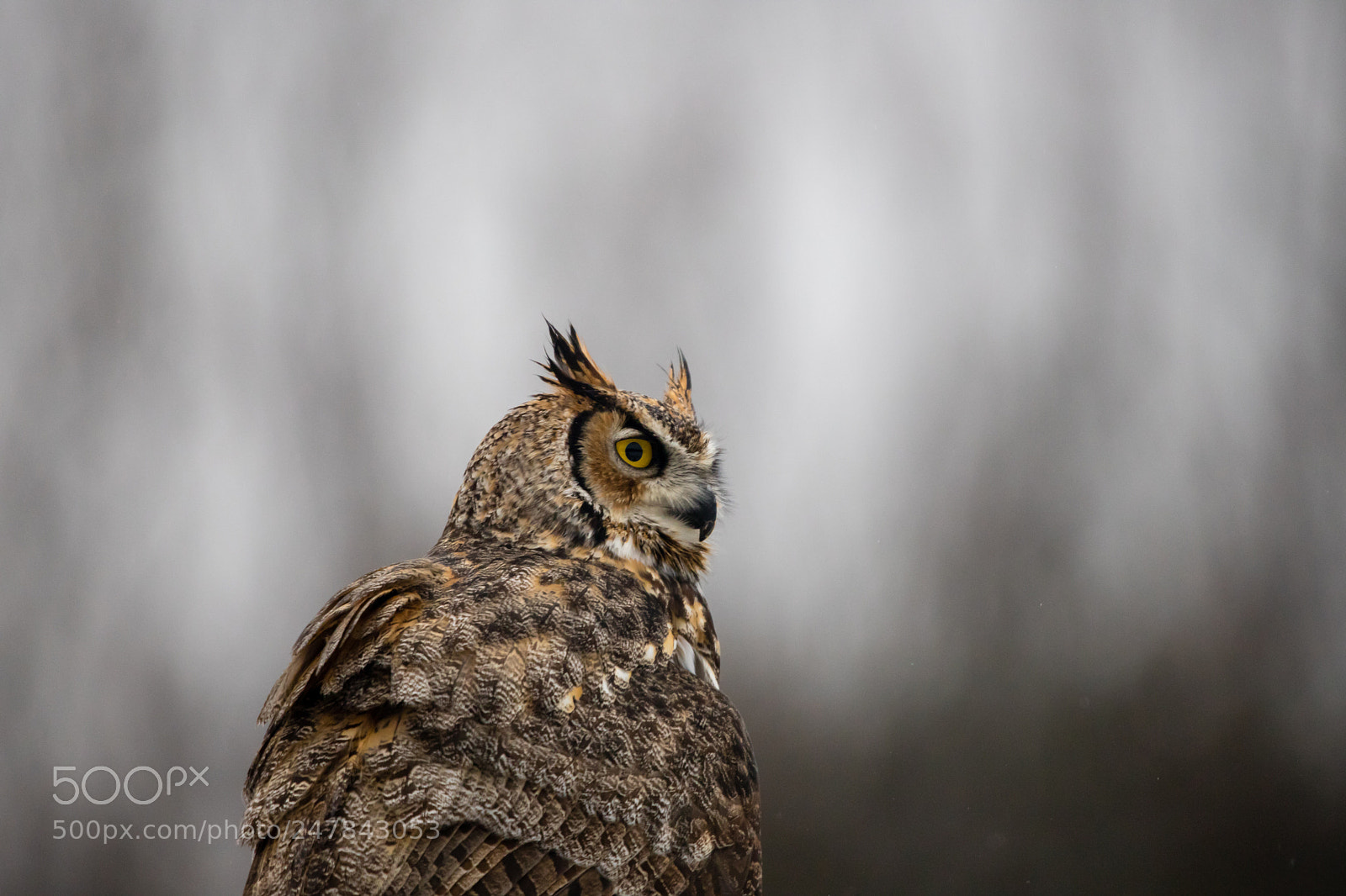 Canon EOS 6D Mark II sample photo. Great horned owl photography