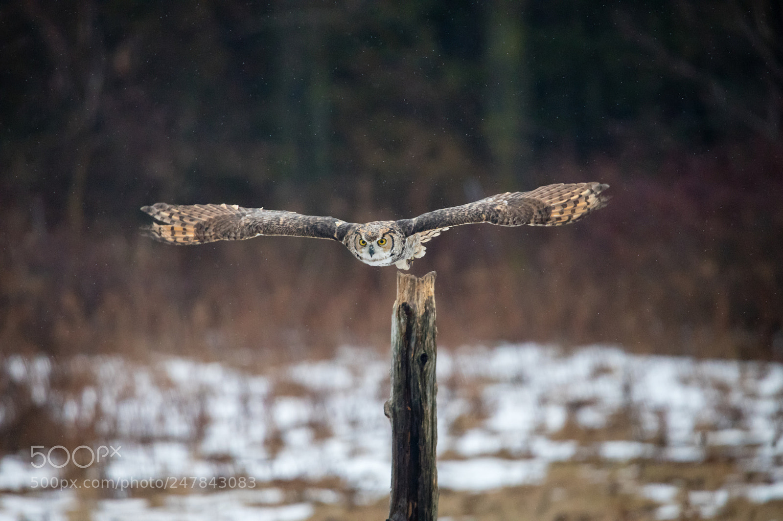 Canon EOS 6D Mark II sample photo. Horned owl in flight photography
