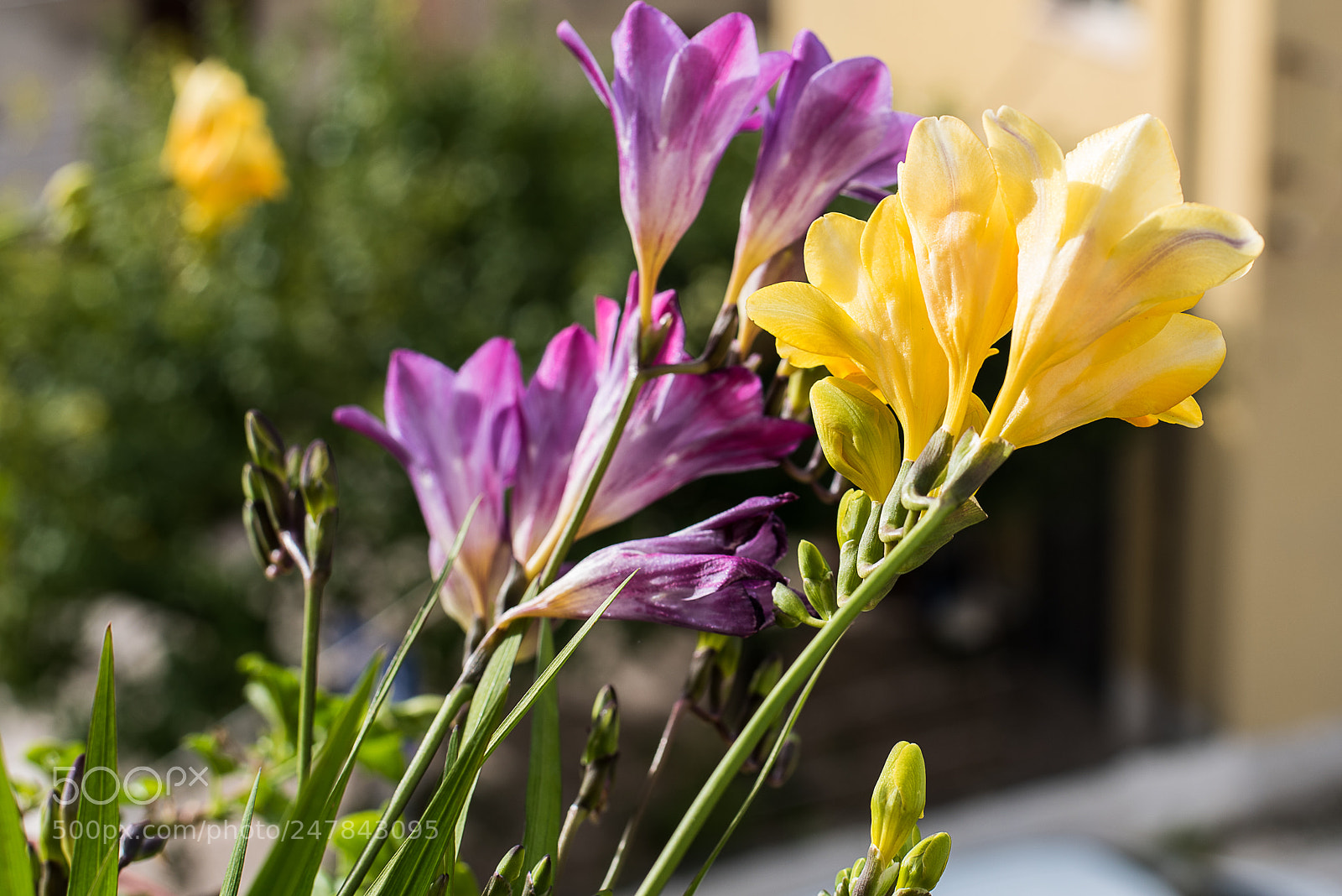 Nikon D750 sample photo. Flowers photography