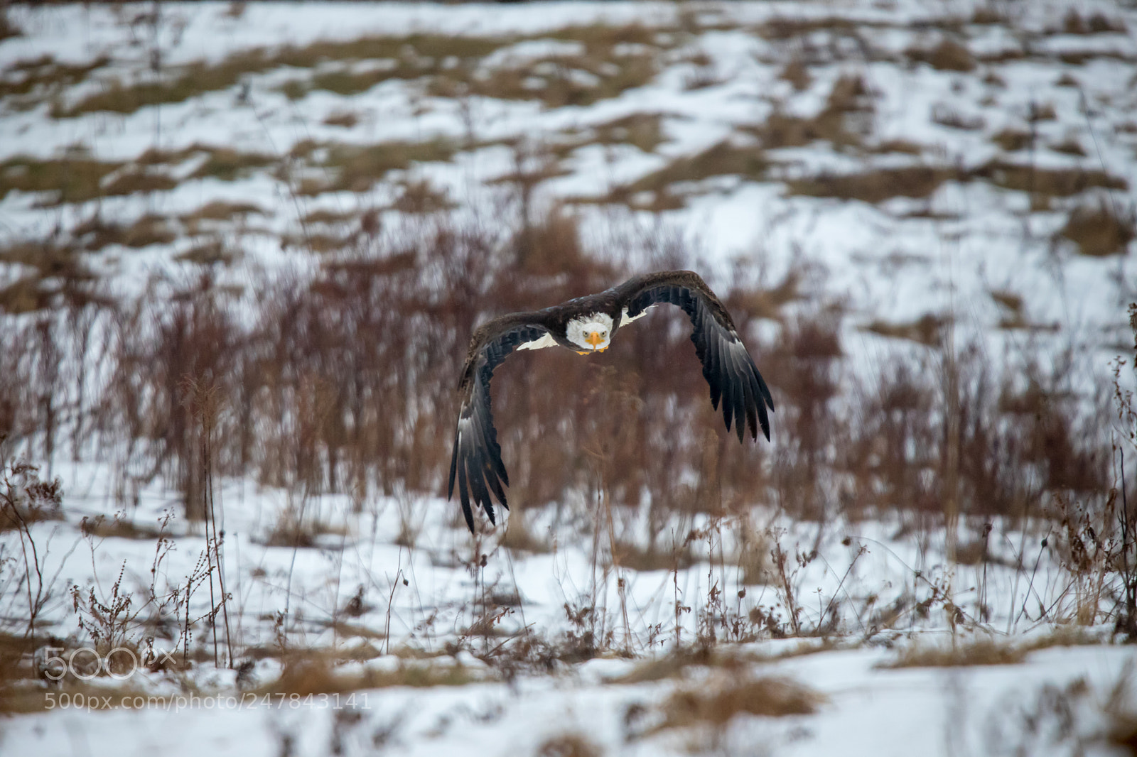 Canon EOS 6D Mark II sample photo. Balg eagle in flight photography