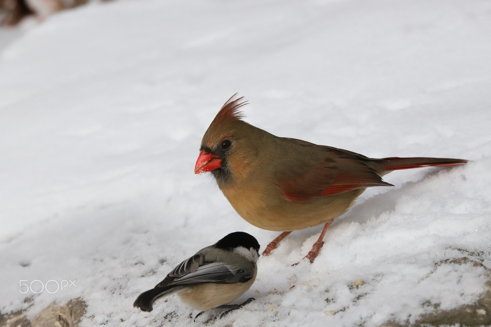 Sigma 150-600mm F5-6.3 DG OS HSM | C sample photo. Female cardinal photography