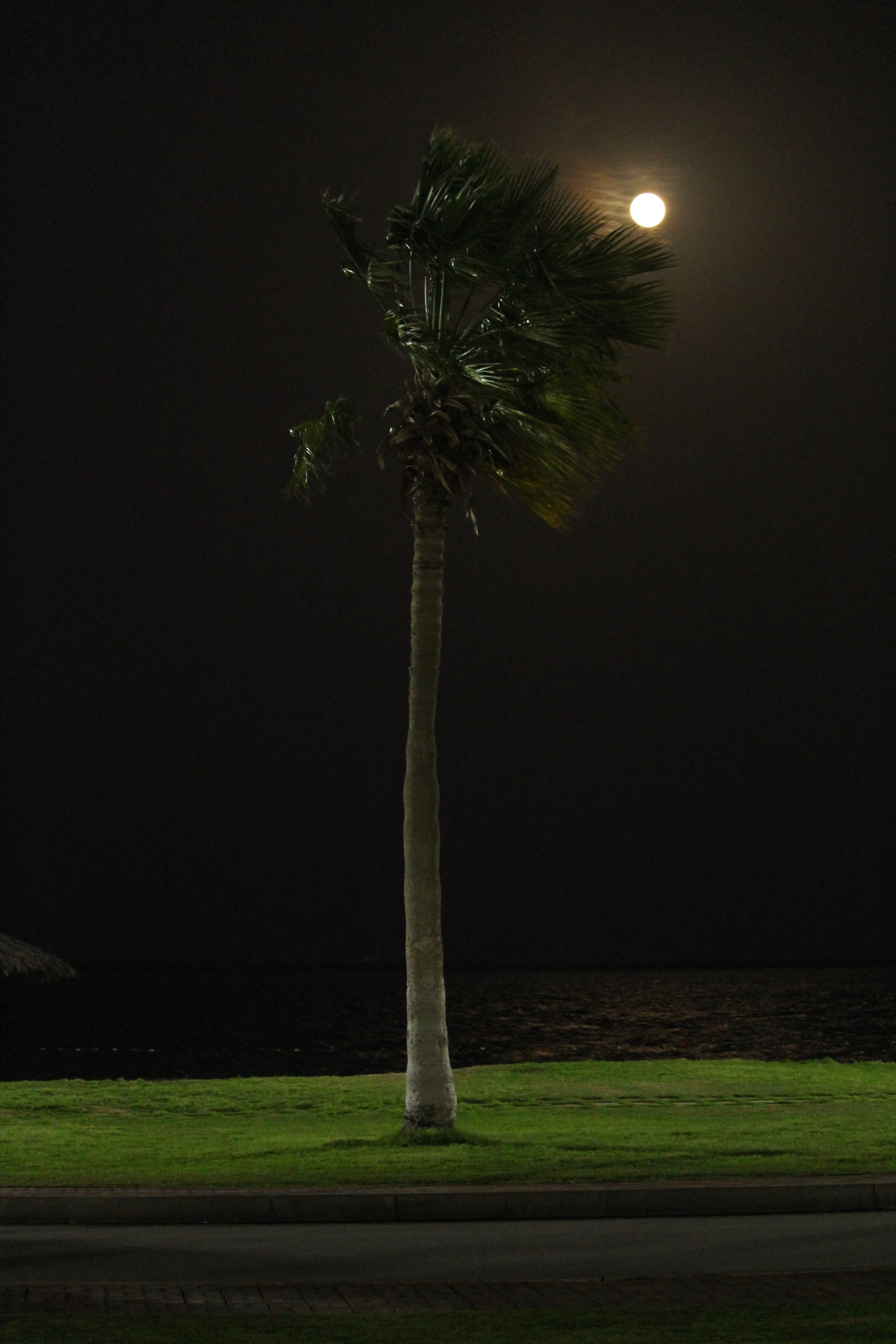 Canon EF-S 55-250mm F4-5.6 IS STM sample photo. Moon & palm tree photography