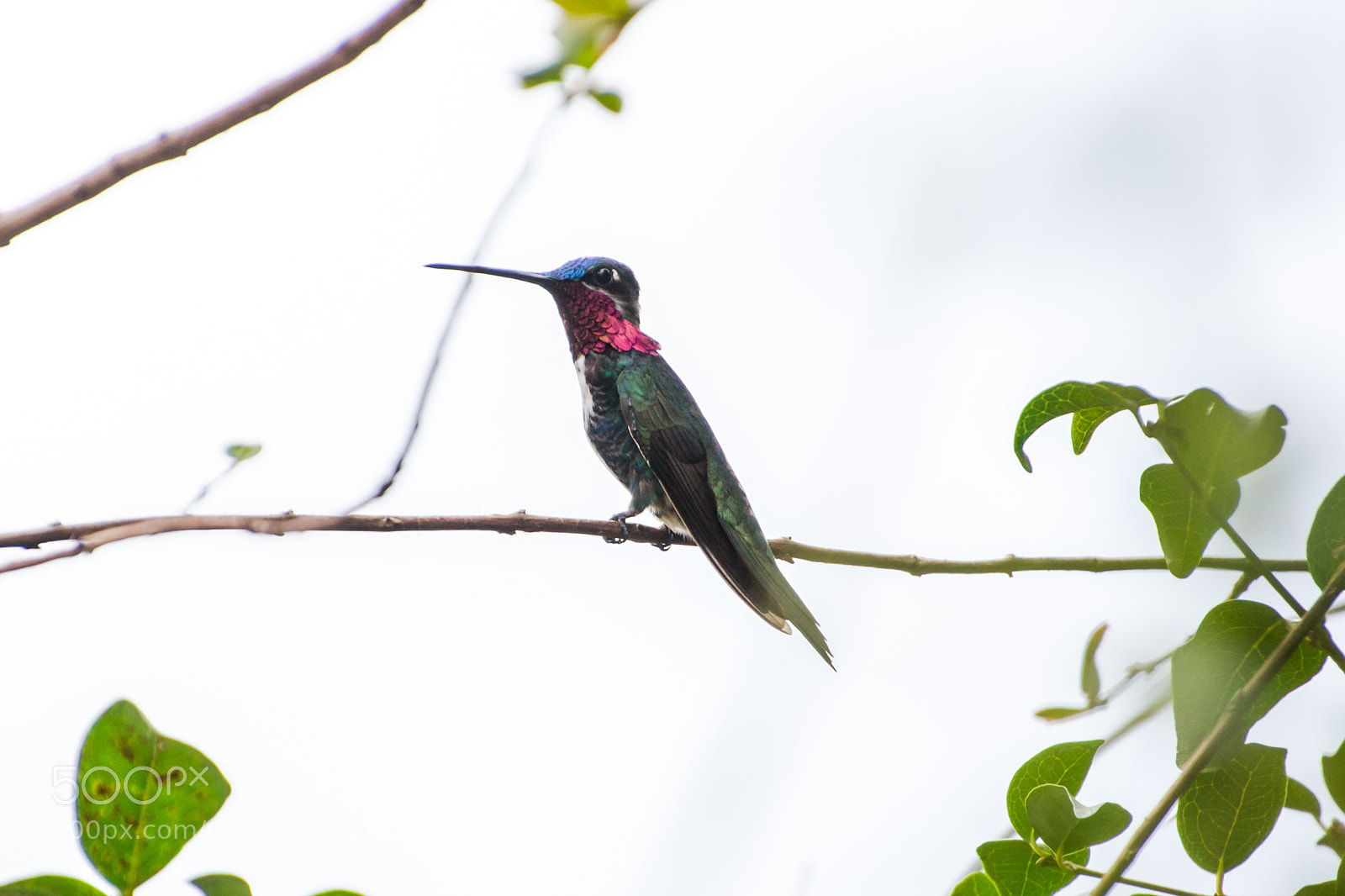 Nikon D3100 sample photo. Bird | foto ana francisconi photography