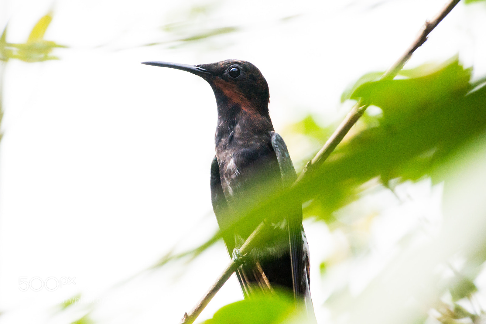Nikon D3100 sample photo. Bird | foto ana francisconi photography