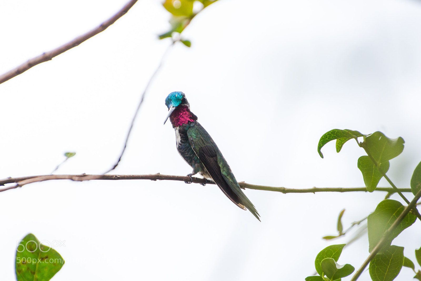 Nikon D3100 sample photo. Bird | foto ana francisconi photography