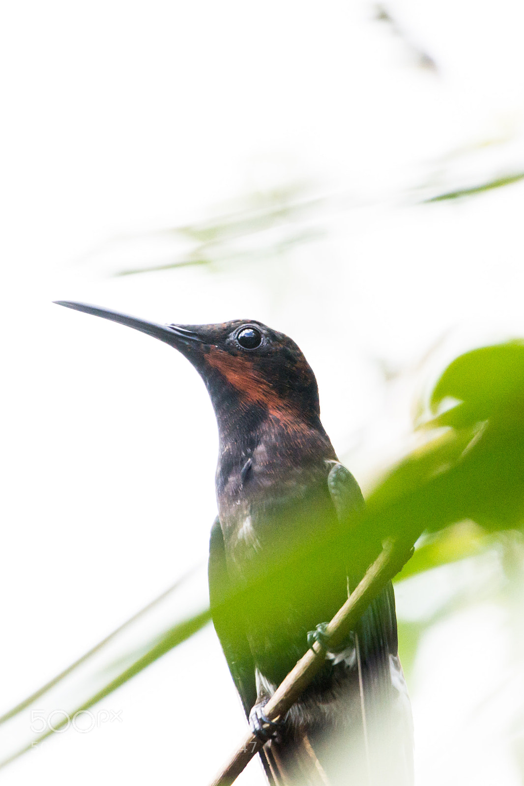 Nikon D3100 sample photo. Bird | foto ana francisconi photography