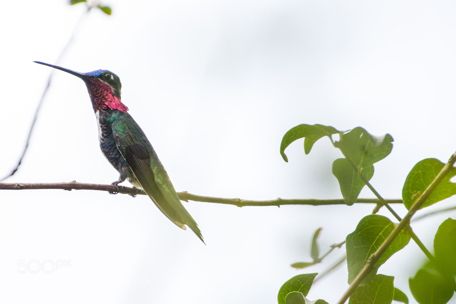 Nikon D3100 sample photo. Bird | foto ana francisconi photography