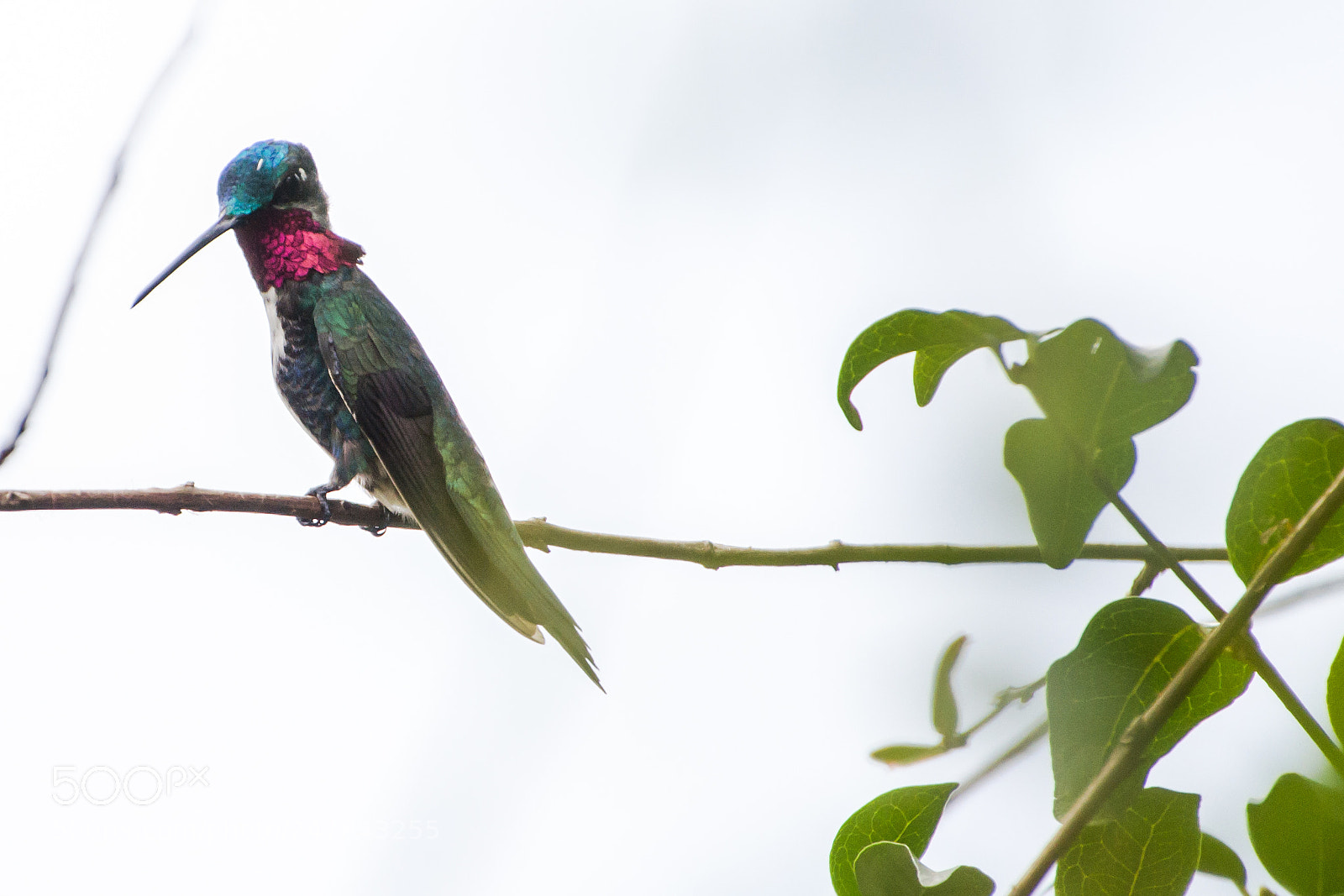 Nikon D3100 sample photo. Bird | foto ana francisconi photography