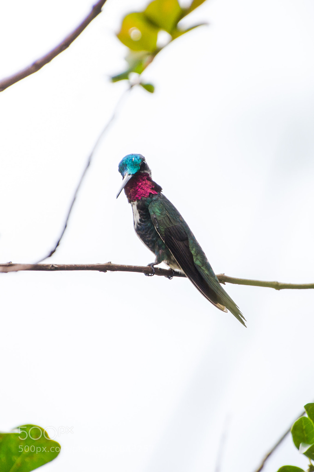Nikon D3100 sample photo. Bird | foto ana francisconi photography