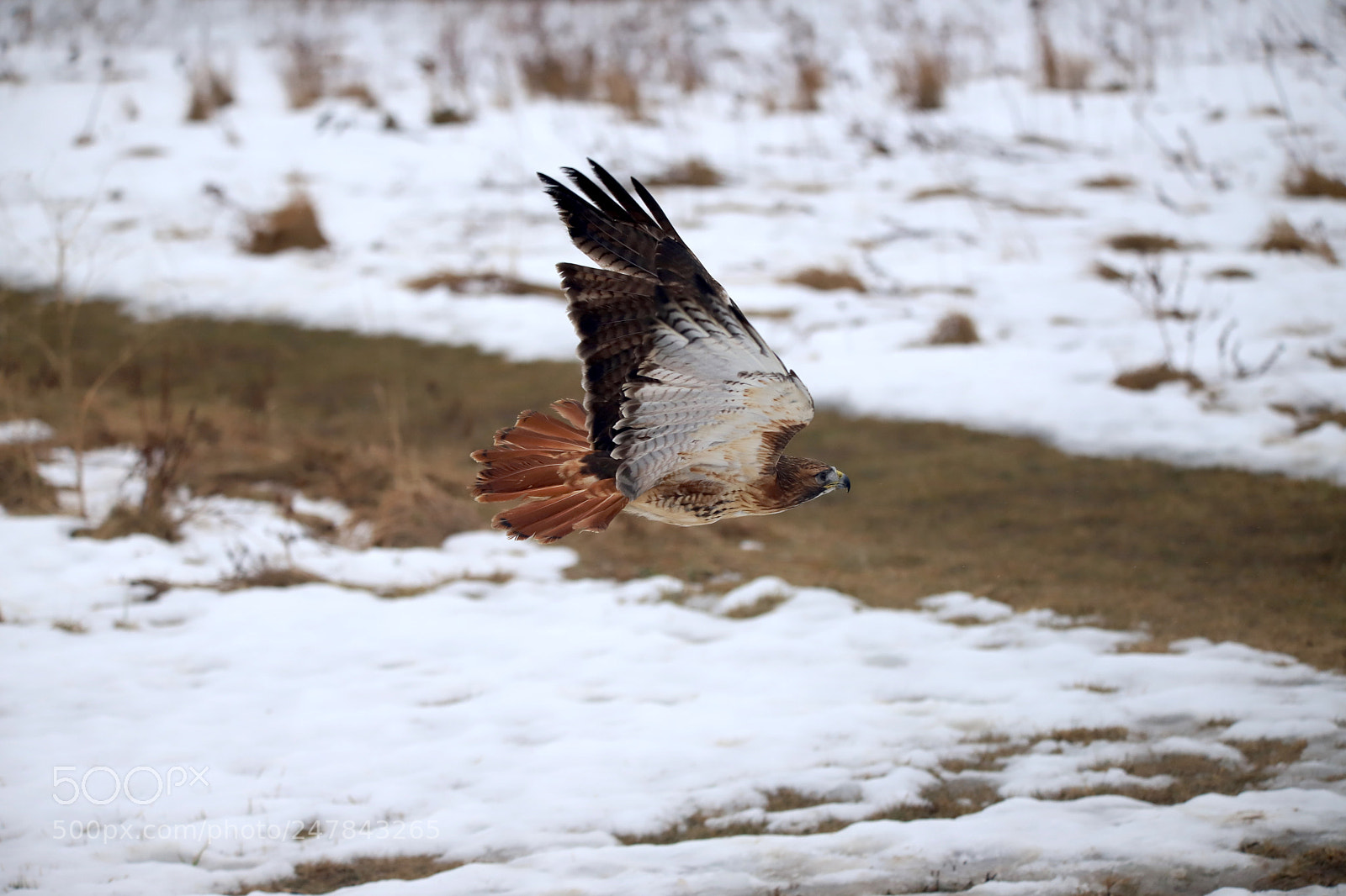 Canon EOS 6D Mark II sample photo. Falcon photography